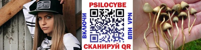 Галлюциногенные грибы Psilocybine cubensis Уржум